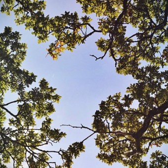 trees
