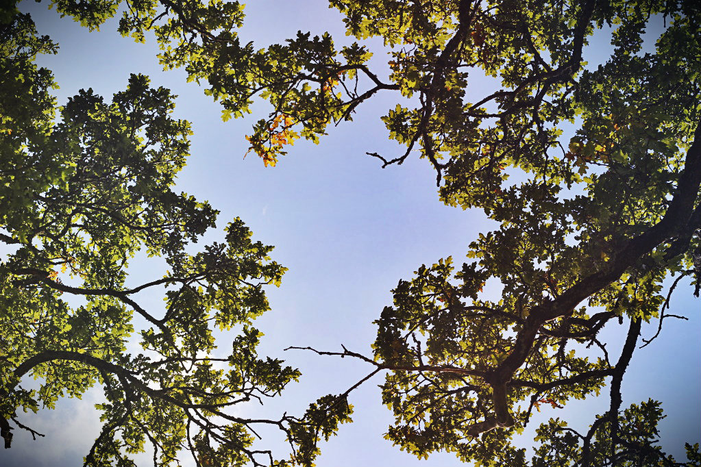 trees