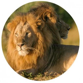 lions